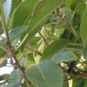 Image of a Chameleon in a tree