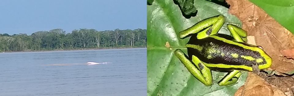 Hot pink dolphins, Hot green frogs