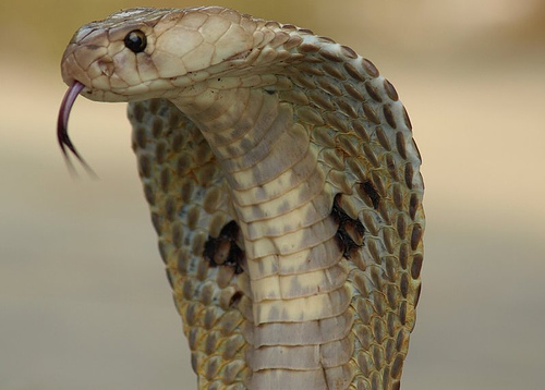 Snakes